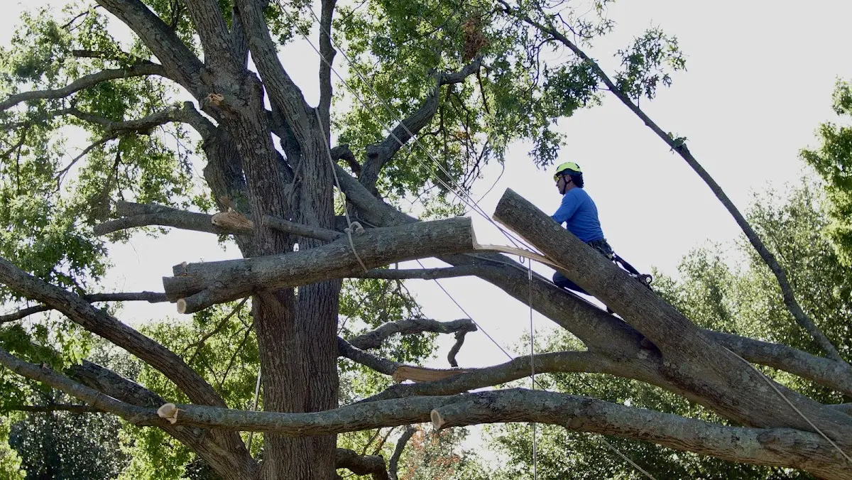 Professional Crown Thinning performed by certified arborists in Holcombe